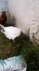 Cats and chickens share a busy backyard morning