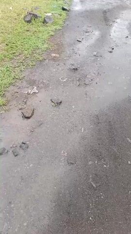 The video shows a waterlogged street beside a grassy area on a rainy day.  The pavement is cracked and patchy, interspersed with small rocks and puddles. Green grass borders the road. Rain is falling heavily, creating a wet and grey atmosphere.  There are no people or animals visible in the video.
