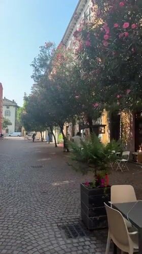 Pink-blossomed trees line a cobblestone café street in Trento