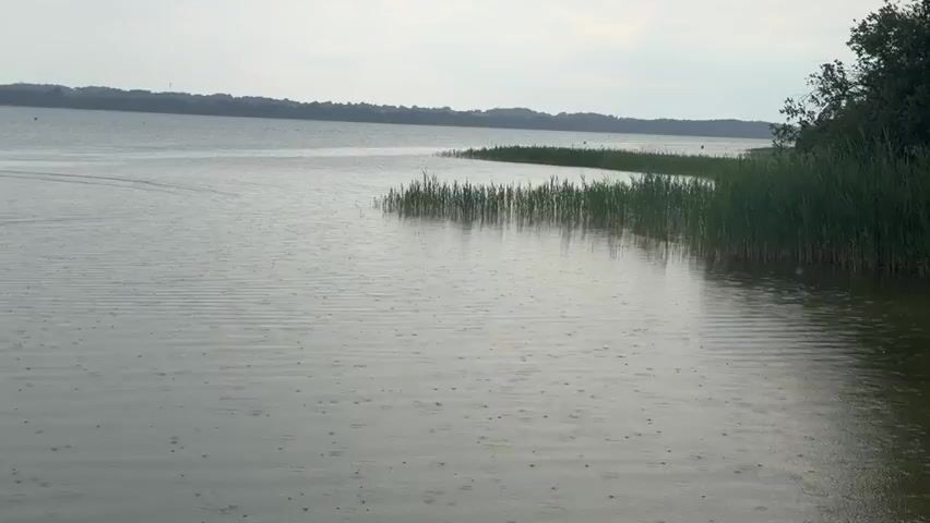 The video shows a body of water, likely a lake or a large pond, on a cloudy day. Rain is falling, creating small ripples on the surface of the water. Tall reeds or grasses grow along the shoreline on the right side of the frame, extending into the water in a gentle curve. The far shore is visible in the distance, appearing as a low, tree-covered line. The water itself is calm, with the only movement coming from the rain. The overall atmosphere is tranquil and somewhat muted due to the overcast sky.