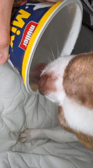 Morning dog feeding routine and neighborhood glimpses captured