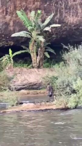 The video shows a river scene with a person walking across it. The river is flowing, and the person is wading through the shallow water. The person is wearing dark clothing and appears to be carrying something in their hand, possibly a fishing pole. There is vegetation on the banks of the river, including small trees and bushes. In the background, there is a rocky cliff face with some banana trees growing near the base.