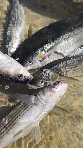 A close-up, overhead shot shows several freshly caught fish in shallow, clear water. The fish are mostly silver and gray with dark stripes and appear to be of the mullet species. They are crowded together, some partially submerged and others fully visible. Bubbles are present around the fish, indicating they are alive and moving. The water is clear, allowing the sandy or rocky bottom to be seen beneath the fish. The lighting suggests it is daytime, possibly in a coastal or riverine environment.
