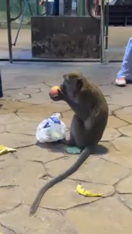 A monkey is sitting on a brick-paved surface. It is eating a red and yellow apple. Beside it is a plastic bag and some banana peels. People are walking by in the background.