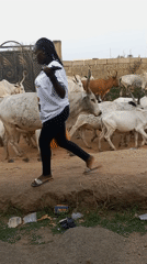 Woman encounters cattle herd crossing dirt road