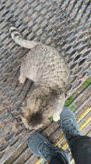 Tabby cat interacts with person on metal grating