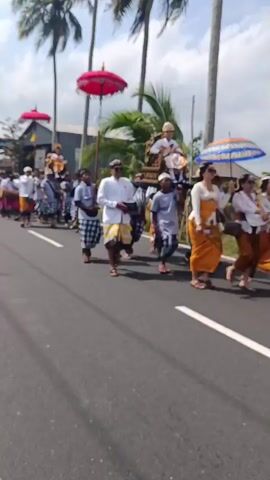 A group of people are walking along a paved road, participating in a procession. They are dressed in traditional attire, including sarongs and white shirts. Some individuals are carrying musical instruments, such as drums, and others are holding ceremonial umbrellas. In the background, there are buildings, palm trees, and a line of parked cars. The sky is bright and appears to be sunny. The procession is moving in one direction along the road, and there is traffic present. One person in the foreground is carrying a book.