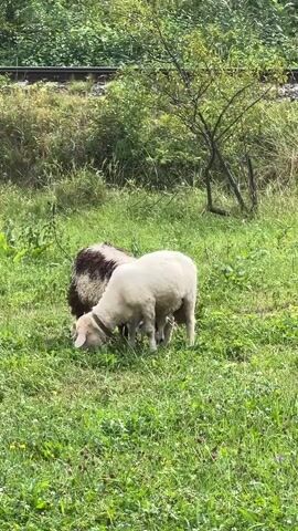 The video shows two sheep grazing in a grassy field. In the background, there are trees and a set of railroad tracks. The sheep are close together and appear to be interacting peacefully. One sheep is white and the other is dark brown and white. The camera is positioned at a medium distance from the sheep and is slightly angled down. The lighting suggests it is daytime.