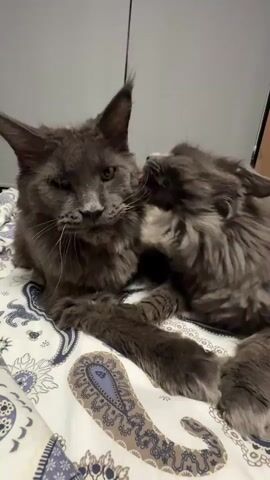 Two large gray cats with fluffy fur are lying on a bed with a patterned white and blue comforter. The cat on the left is facing forward with its eyes partially closed. The cat on the right is facing the first cat and grooming its face with its tongue. The cats' tails are intertwined.