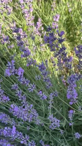 The video displays a close-up view of a lavender field. The lavender plants are lush with numerous purple flower spikes and green foliage. The lighting suggests it is daytime, with sunlight illuminating the scene. There are no people visible in the video. The focus is on the natural beauty of the lavender, with some of the plants gently swaying. In some frames, a bee can be seen among the flowers, likely pollinating them. The background is slightly blurred, indicating a shallow depth of field, which further emphasizes the lavender in the foreground. The overall impression is a peaceful and serene natural environment.