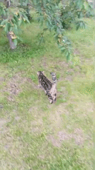 Ordinary afternoon moments documented in Baksan, Russia