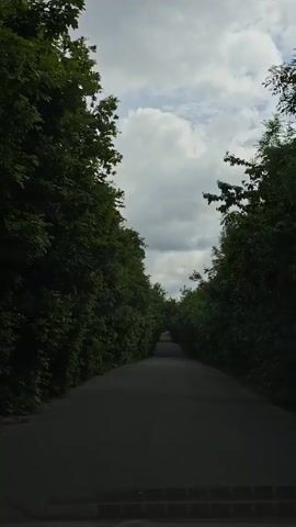 The camera films a straight, narrow paved road lined on either side by tall, dense green trees. The treetops form a canopy overhead, partially obscuring a cloudy sky. The road stretches into the distance, disappearing into the dense foliage. The camera appears to be positioned inside a vehicle, as a portion of the dashboard is visible at the bottom of the frame.  There is no sign of people.