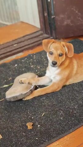 A small, tan puppy with floppy ears lies on a dark gray doormat. The puppy is facing the camera and holding a light brown slipper with its front left paw. The slipper appears to be made of a soft material and is slightly worn. The doormat is placed on a wooden floor, and a doorway is visible in the background. The environment appears to be indoors, near an entrance. The lighting is natural, coming from the front of the scene.