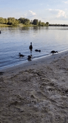 Ducklings and swimmers share a calm Ukrainian riverbank