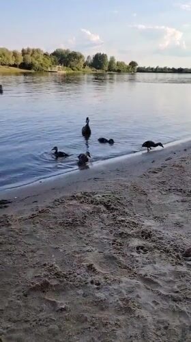 Ducklings and swimmers share a calm Ukrainian riverbank