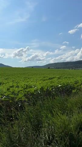 The video displays a wide, static shot of a verdant agricultural landscape under a bright, sunny sky. In the foreground, tall green grass borders a vast field of green plants, likely crops, stretching across the middle ground. The plants in the field appear uniform and healthy. In the distance, undulating hills or mountains line the horizon, under a sky adorned with scattered white cumulus clouds. The scene suggests a rural setting, possibly during late morning or early afternoon given the clear light. No people, animals, or visible text are present. A continuous buzzing sound is audible throughout the video. The location is Kormiansko, Bulgaria.