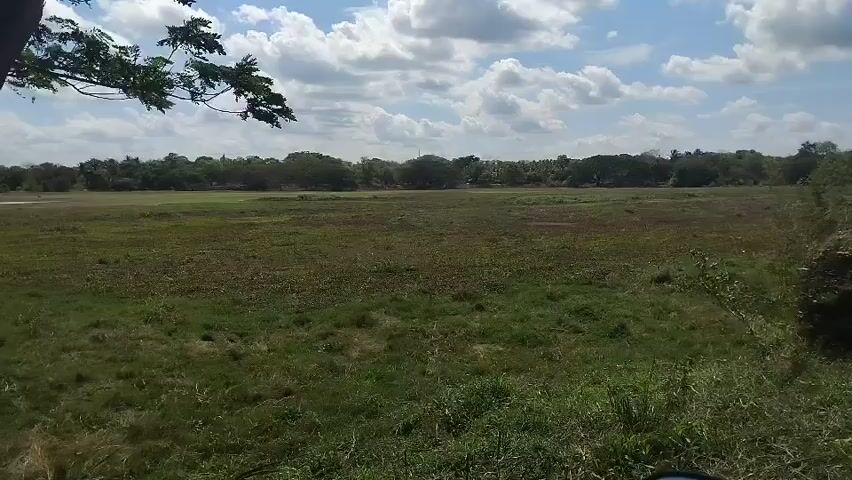 The video shows a wide shot of a grassy plain with trees in the foreground and background. The sky is partly cloudy and blue. A large tree with green leaves is in the left foreground, with its branches extending over the plain. The plain is covered in short green grass and some patches of brown. In the distance, there is a line of trees. The camera pans slightly to the right, revealing more of the plain and the trees. There are no people or animals visible in the video.