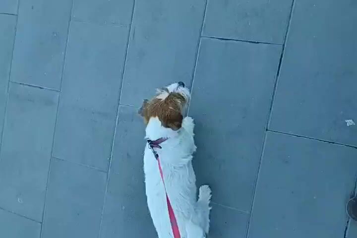 A high-angle shot shows a small white dog with brown markings on its head and back, wearing a pink harness and leash. The dog is lying on its back on a gray paved surface, with its paws in the air. To the right of the dog, a person's legs are visible, wearing burgundy pants and a brown shoe. The person appears to be standing still, looking down at the dog. The paved surface consists of large rectangular gray tiles. The scene is outdoors and appears to be daytime.