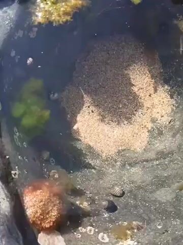 The video shows a close-up view of a tide pool. The water is clear, and the bottom of the pool is rocky and covered with sand. There are several small shells and some seaweed visible. In the center of the pool, there is a large clump of sand, possibly an accumulation from the tide. The light suggests it is daytime.