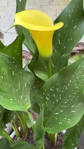 A close-up video shows a yellow calla lily in a white pot. The lily has a vibrant yellow spathe that curves inward, revealing a dark spadix. The large, green leaves of the plant are speckled with white dots. In the center of the lily, a small ant is visible, crawling on the spadix. A human hand enters the frame from the left, reaching towards the plant. The background consists of a weathered wall and some paving stones. The video is shot from a high angle, looking down at the flower.