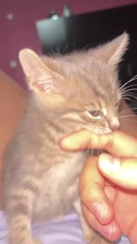 A kitten is being held by a person's hand. The kitten is gray with dark stripes. The person's thumb is in the kitten's mouth. The kitten is licking the thumb. The background is blurred and dark.