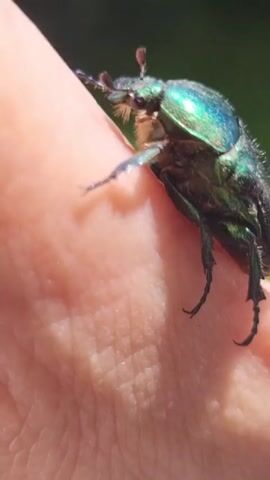 A close-up video shows a metallic green beetle on a person's hand. The beetle is positioned on the person's finger and appears to be crawling. The background is blurred, showing green foliage. The lighting is natural and bright, suggesting an outdoor setting. The video is short, approximately five seconds long, and focuses entirely on the interaction between the beetle and the hand.