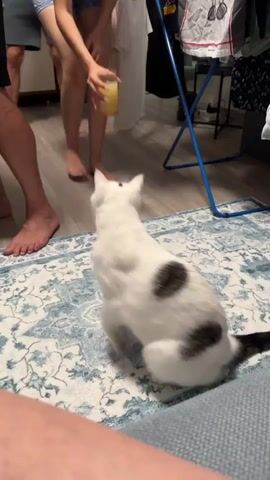 A white cat with black spots is standing on a patterned rug. A young woman in a blue shirt and shorts is kneeling and reaching towards the cat, possibly petting it. Another person's legs are visible on the left, and two other people's legs are visible in the background. A drying rack with clothes is in the background. The cat is looking away from the camera and appears to be moving.