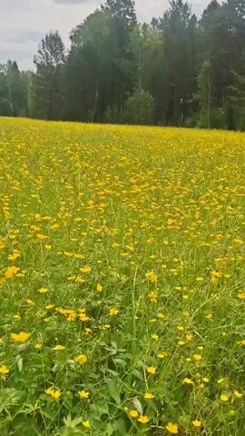 A drone slowly pans across a vast, sunlit field teeming with small yellow wildflowers. The field is bordered by a dense forest of tall green trees, with a mix of coniferous and deciduous species. The sky above is partly cloudy, with patches of blue visible. The camera movement is smooth and steady, suggesting a professional operation. No people or animals are visible in the frame. The overall impression is one of natural beauty and tranquility.