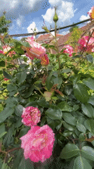 Rose garden blooms documented in Lozarevo, Bulgaria