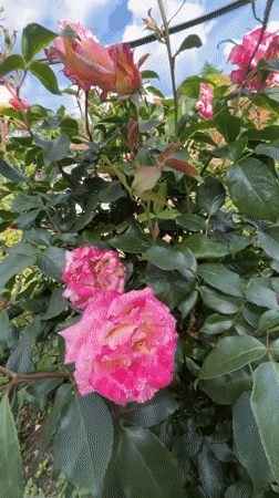 Rose garden blooms documented in Lozarevo, Bulgaria