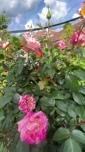 Rose garden blooms documented in Lozarevo, Bulgaria
