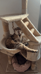 Tabby cat grooming in hammock section of cat tree