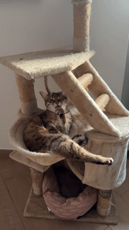 Tabby cat grooming in hammock section of cat tree