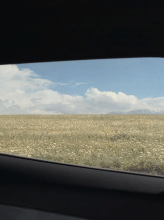 Person spends morning in daisy field in Kyrgyzstan