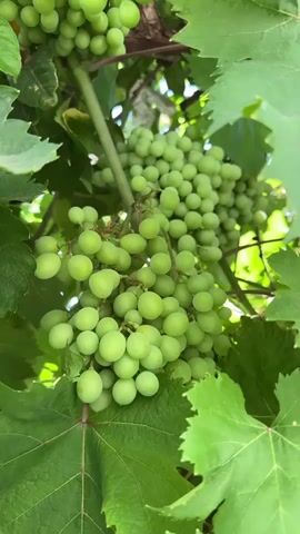 A close-up video shows bunches of unripe green grapes hanging from a vine, surrounded by large green grape leaves. The camera pans slightly, capturing the clusters of grapes from different angles. Sunlight filters through the leaves, creating dappled light on the fruit. No people or animals are visible. The setting appears to be an outdoor vineyard or garden.