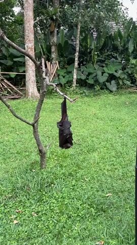 A large black bat hangs upside down from a tree branch. The bat is mostly black with some reddish-brown fur visible around its face and neck. It is hanging in a grassy area with trees and large green leaves in the background. The bat appears to be sleeping or resting.
