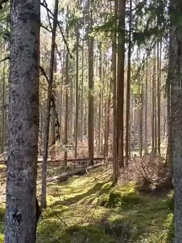 The video shows a sunlit forest with tall, thin trees and a ground covered in moss and scattered fallen branches. The trees appear to be primarily coniferous, and the sunlight filters through the canopy, creating dappled patterns on the forest floor. The camera angle is slightly low, looking up into the trees. There is no sign of people or animals in the frame.