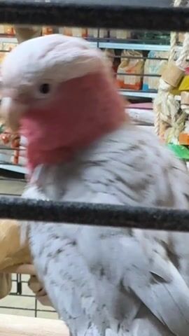 A close-up shot shows a galah parrot inside a cage. The parrot, with its distinctive pink head and chest and gray back and wings, perches on a wooden stand. The background behind the cage features shelves stocked with bags, possibly pet food. A colorful toy hangs inside the cage alongside a rope. The parrot occasionally turns its head and makes bird sounds. The cage's bars are visible in the foreground.