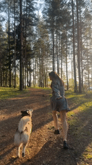 Woman and dog enjoy morning forest outing in Russia