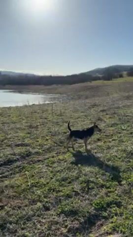 The video shows a daytime scene of a body of water, likely a lake or reservoir, surrounded by grassy land and trees. The sky is blue with a few clouds. At the beginning, a black and tan dog is partially visible in the foreground. The camera pans slightly to show a wider view of the water and the distant hills.
