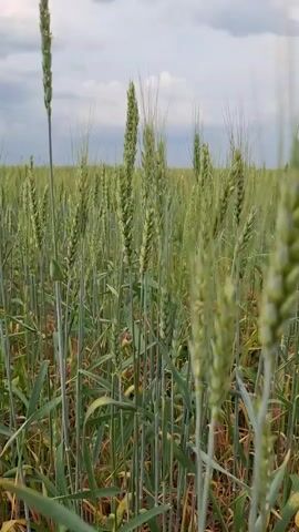 The video shows a close-up, low-angle shot of a wheat field under a cloudy sky. The camera is positioned at ground level, looking up at the stalks of wheat. The wheat is green and appears to be in the early stages of growth, with developing heads. Some of the stalks are taller than others, creating a staggered effect. The background is a blurred expanse of more wheat, fading into the horizon. The overall atmosphere is one of nature and agriculture.