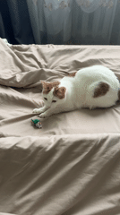 Cat's morning: plants, beds, toys, and belly rubs