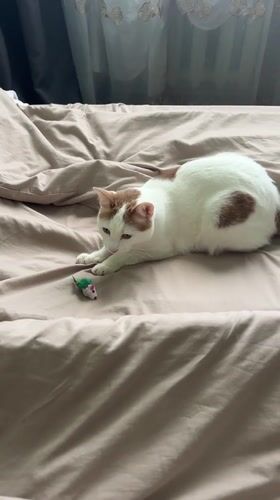 Cat's morning: plants, beds, toys, and belly rubs