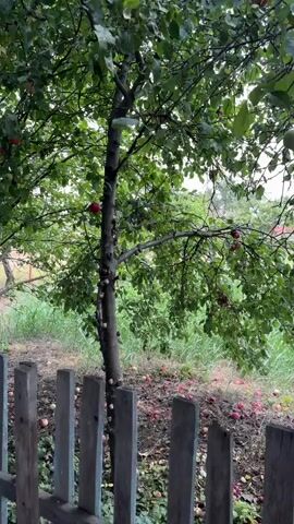 A medium shot shows a tree trunk with many snails on it, surrounded by green leaves and branches. Ripe red apples are visible on the branches and fallen on the ground. In the foreground, a wooden fence separates the viewer from the tree and its surroundings. The background is filled with tall green grass and more trees. The lighting suggests it is daytime, possibly overcast or after rain, as the leaves appear wet. The camera is static and does not move throughout the recording.
