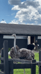 Farm animals documented in rural Prudki, Russia enclosures