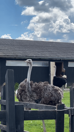 Farm animals documented in rural Prudki, Russia enclosures