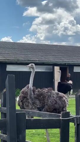 In a medium shot, two ostriches stand in a green grassy pen enclosed by a black wooden fence, under a partially cloudy blue sky. The ostrich in the foreground is grey, while the one behind it is black and white. A man in a dark shirt and green pants walks in the background carrying a container. A black building with white-framed windows and a dark roof is behind the pen. A white goose and several chickens are also visible in the pen. The scene suggests a farm or wildlife enclosure.