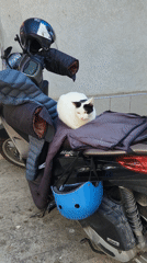 Cat rests on scooter in Budva amid construction activity