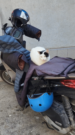 Cat rests on scooter in Budva amid construction activity
