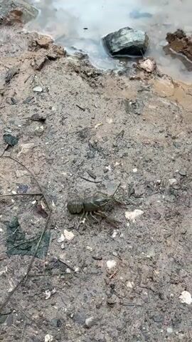 The video begins with a close-up of a crayfish on muddy ground next to a body of water. The camera then pans up to reveal a quarry with steep, terraced walls. The water in the quarry is clear and reflects the sky and the quarry walls, which are partially covered in vegetation and graffiti.